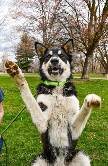Enlarge Tyra Banks, a Adoptable mixed breed in Yakima, WA image 3/3