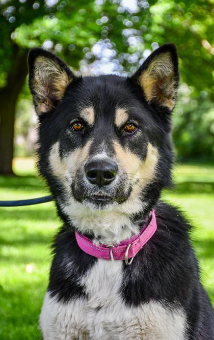 Tyra Banks, a Adoptable mixed breed in Yakima, WA image 3/3