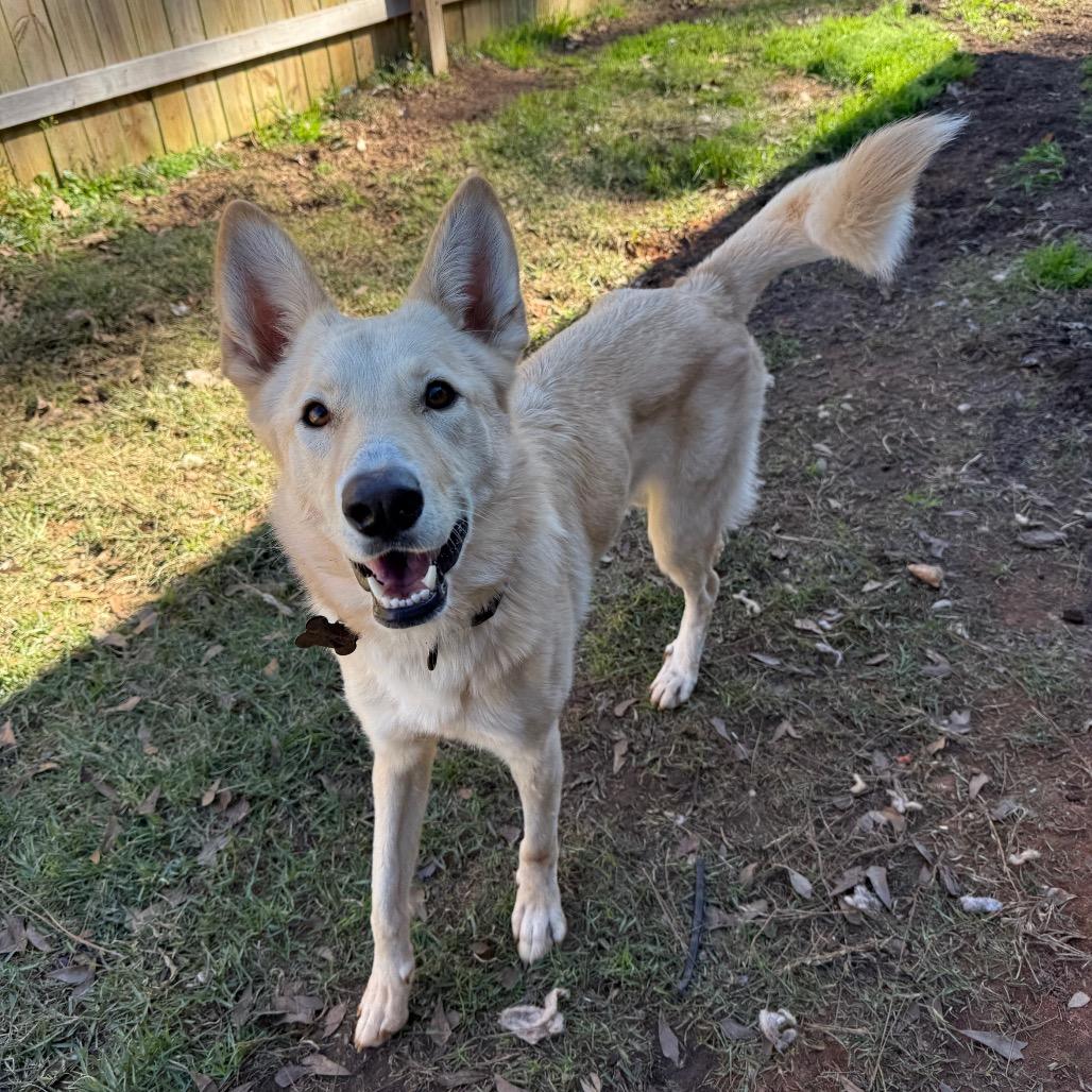 Comet, a Adoptable mixed breed in Daphne, AL image 6/6