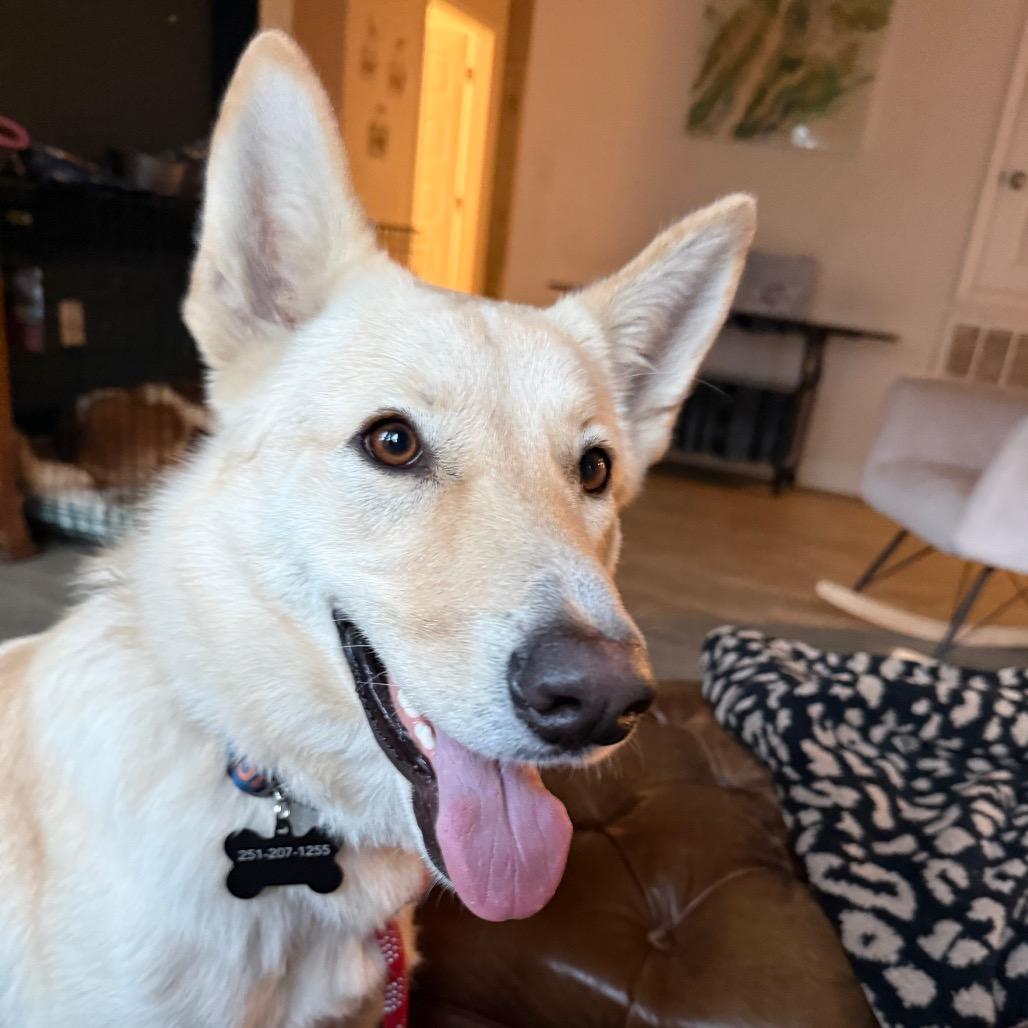 Comet, a Adoptable mixed breed in Daphne, AL image 3/6