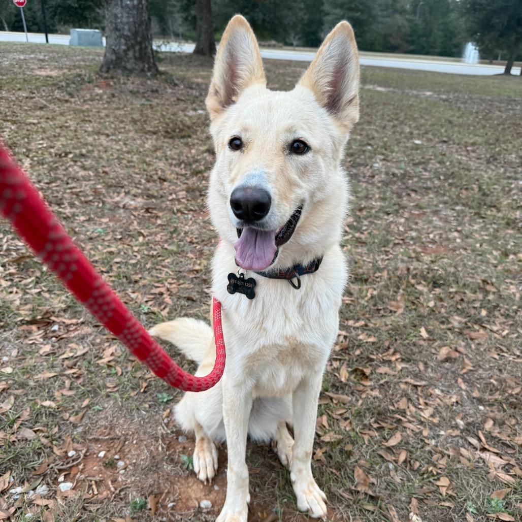 Comet, a Adoptable mixed breed in Daphne, AL image 1/6