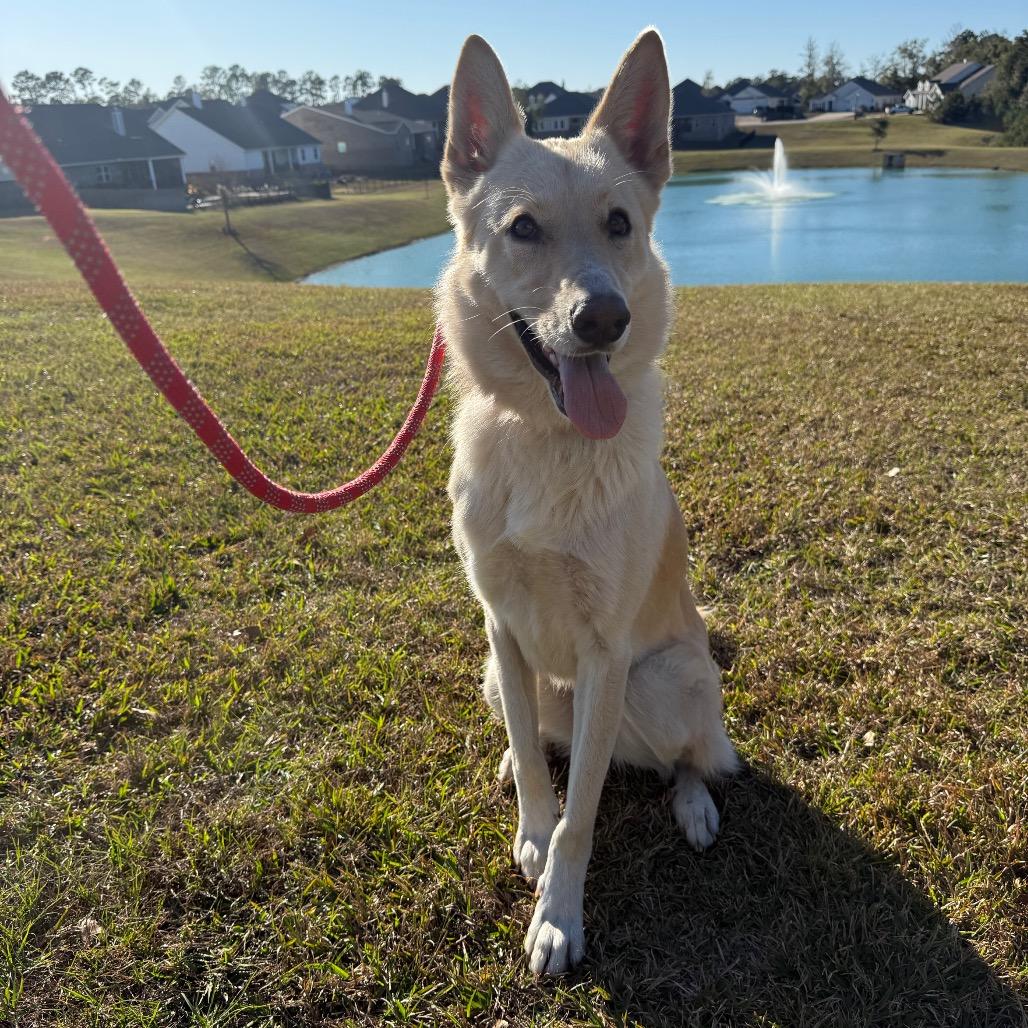 Comet, a Adoptable mixed breed in Daphne, AL image 2/6