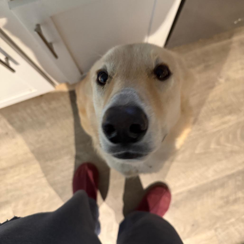 Comet, a Adoptable mixed breed in Daphne, AL image 5/6