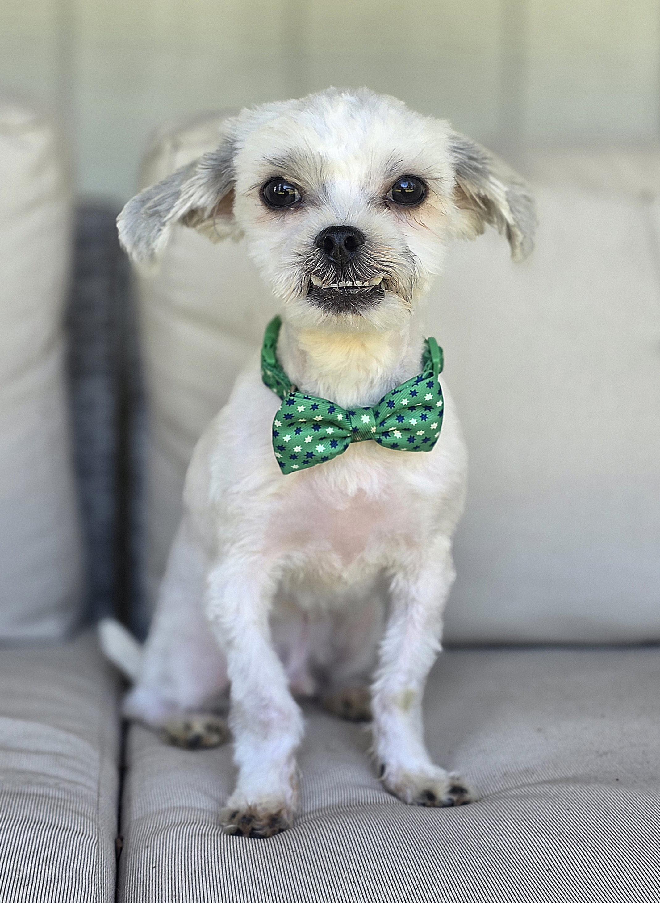 Enlarge Yeti Spaghetti , a ADOPTABLE mixed breed in Clovis, CA image 3/6