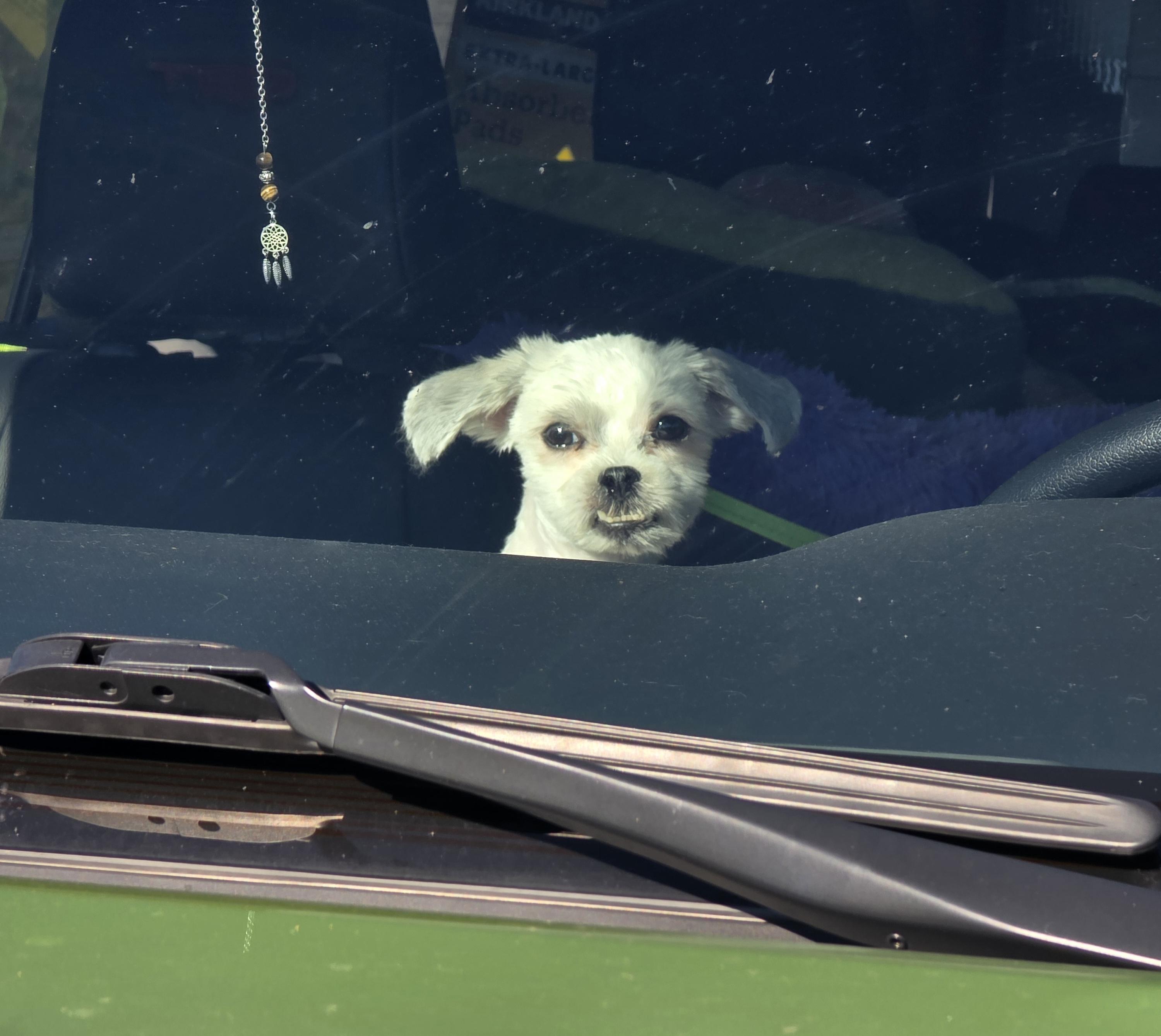 Enlarge Yeti Spaghetti , a ADOPTABLE mixed breed in Clovis, CA image 2/6