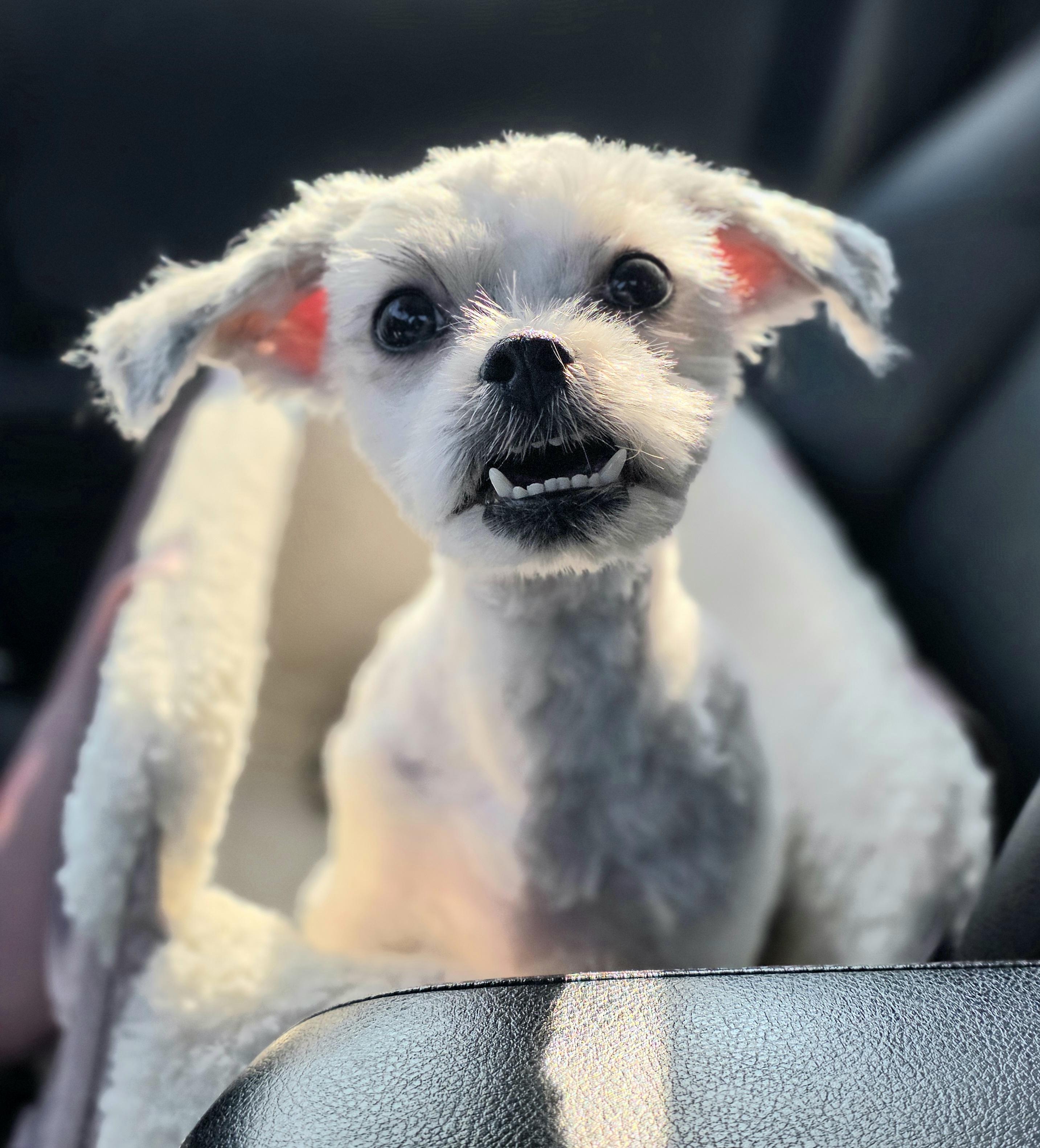 Enlarge Yeti Spaghetti , a ADOPTABLE mixed breed in Clovis, CA image 6/6