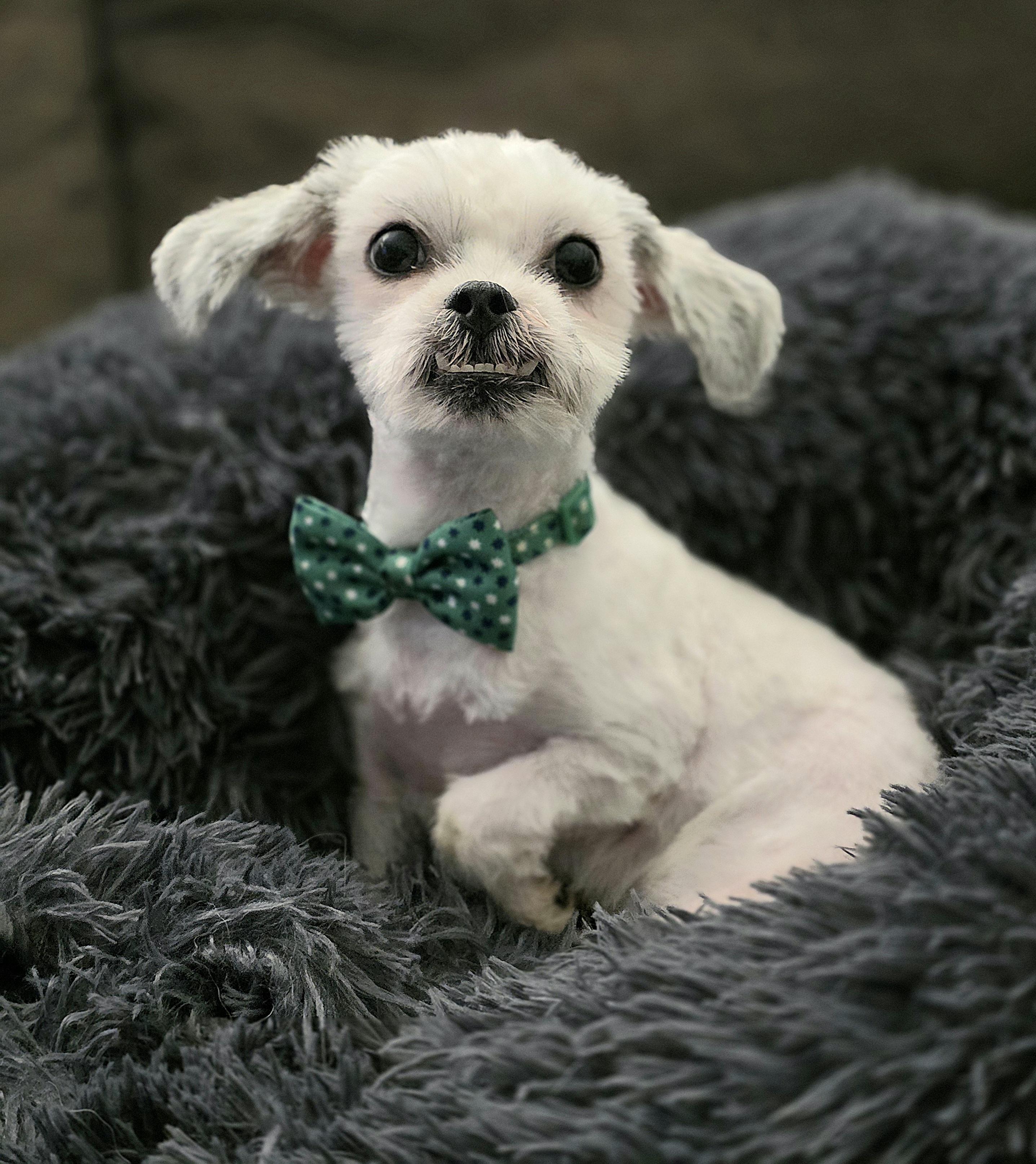 Yeti Spaghetti , ADOPTABLE, Young Male Shih Tzu.