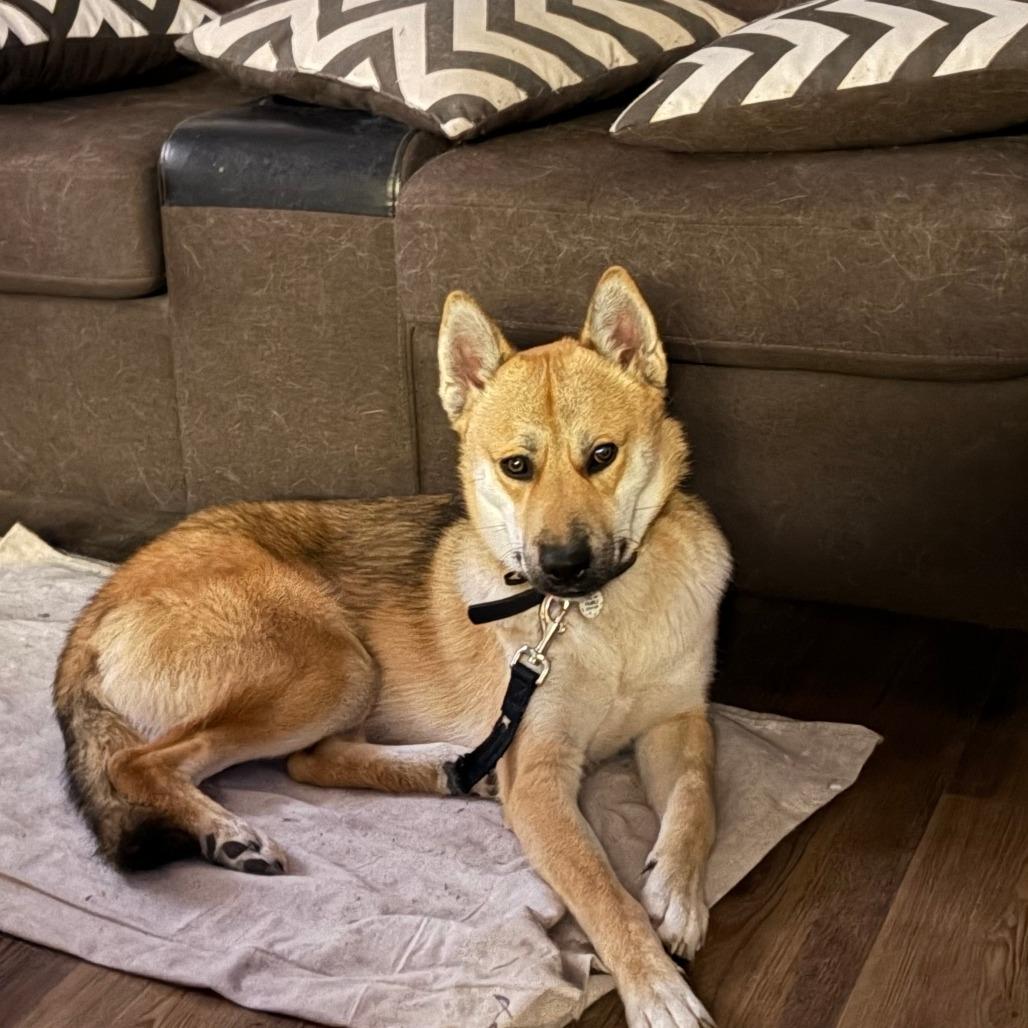 Enlarge Axl, a Adoptable mixed breed in San Antonio, TX image 2/6