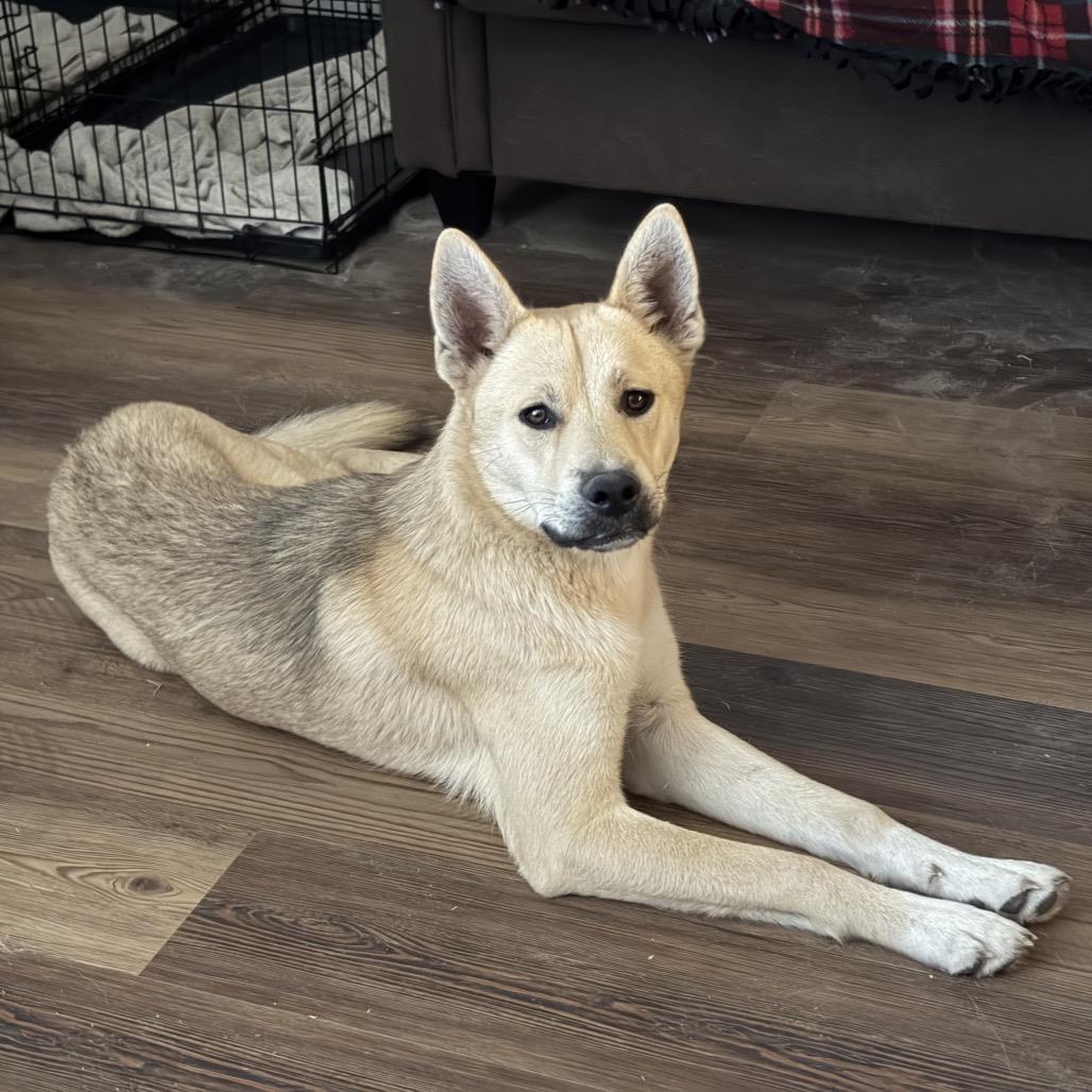 Enlarge Axl, a Adoptable mixed breed in San Antonio, TX image 3/6