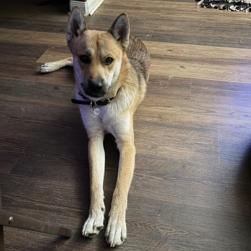 Enlarge Axl, a Adoptable mixed breed in San Antonio, TX image 5/6