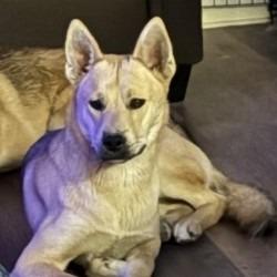 Enlarge Axl, a Adoptable mixed breed in San Antonio, TX image 6/6