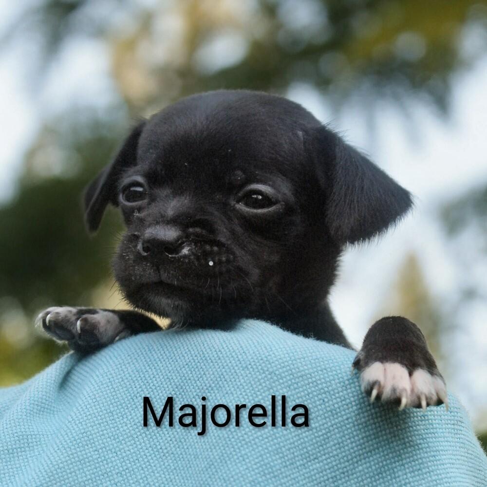 Majorelle, Adoptable, Puppy Female Dachshund.