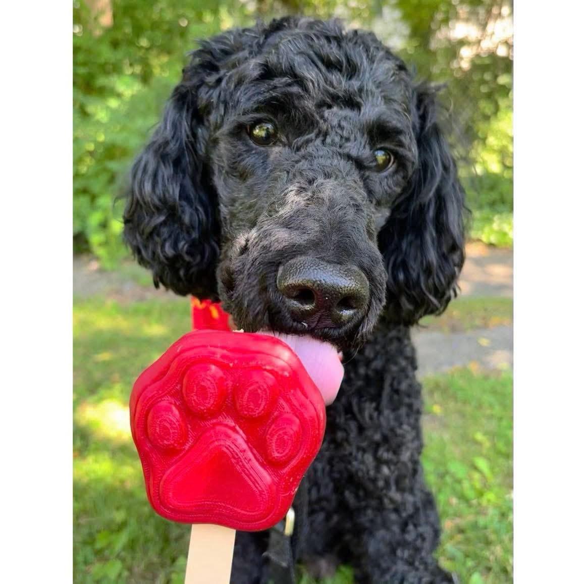 Tyson, ADOPTABLE, Adult Male Standard Poodle.
