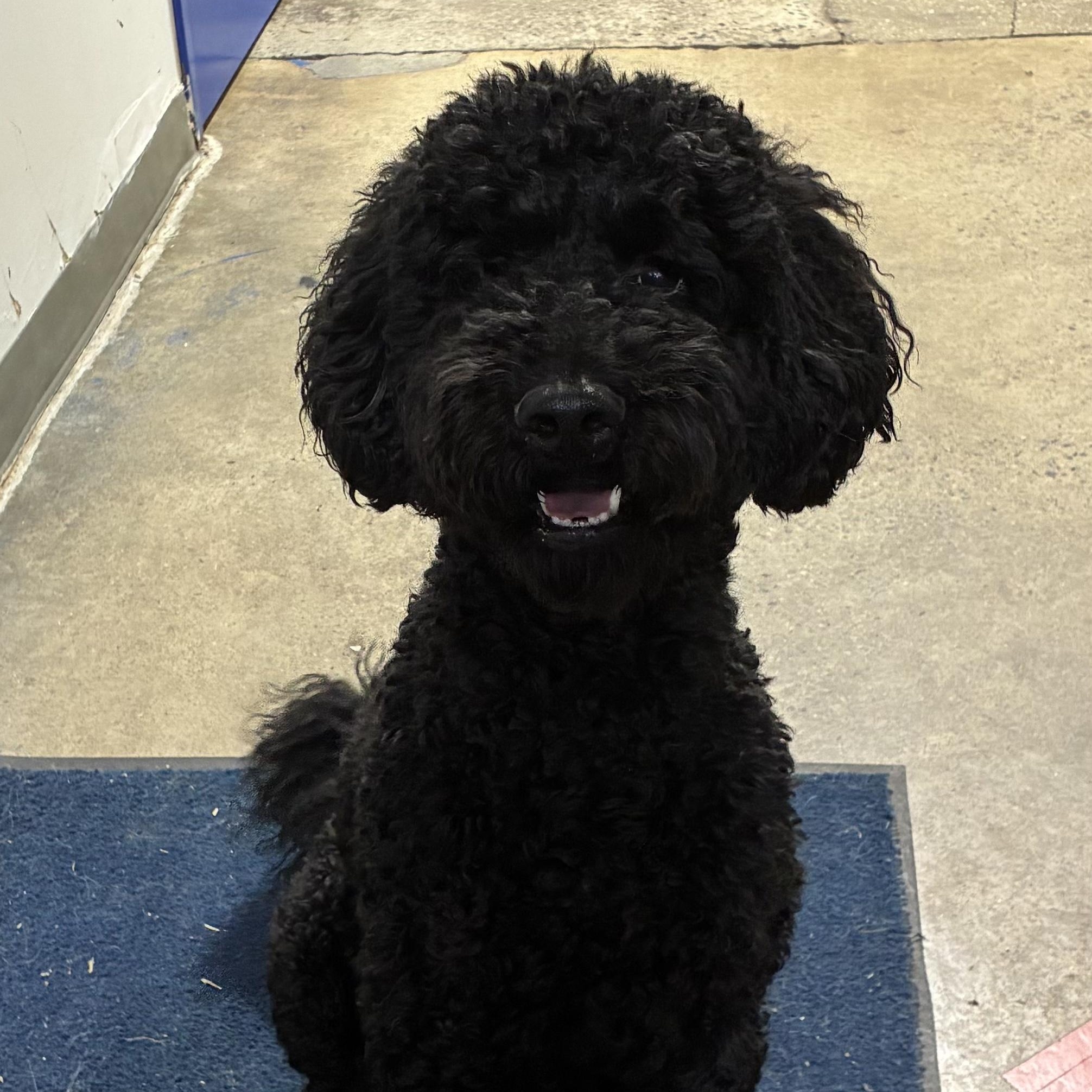 Enlarge Tyson, a ADOPTABLE Standard Poodle in Edgewood, MD image 2/5