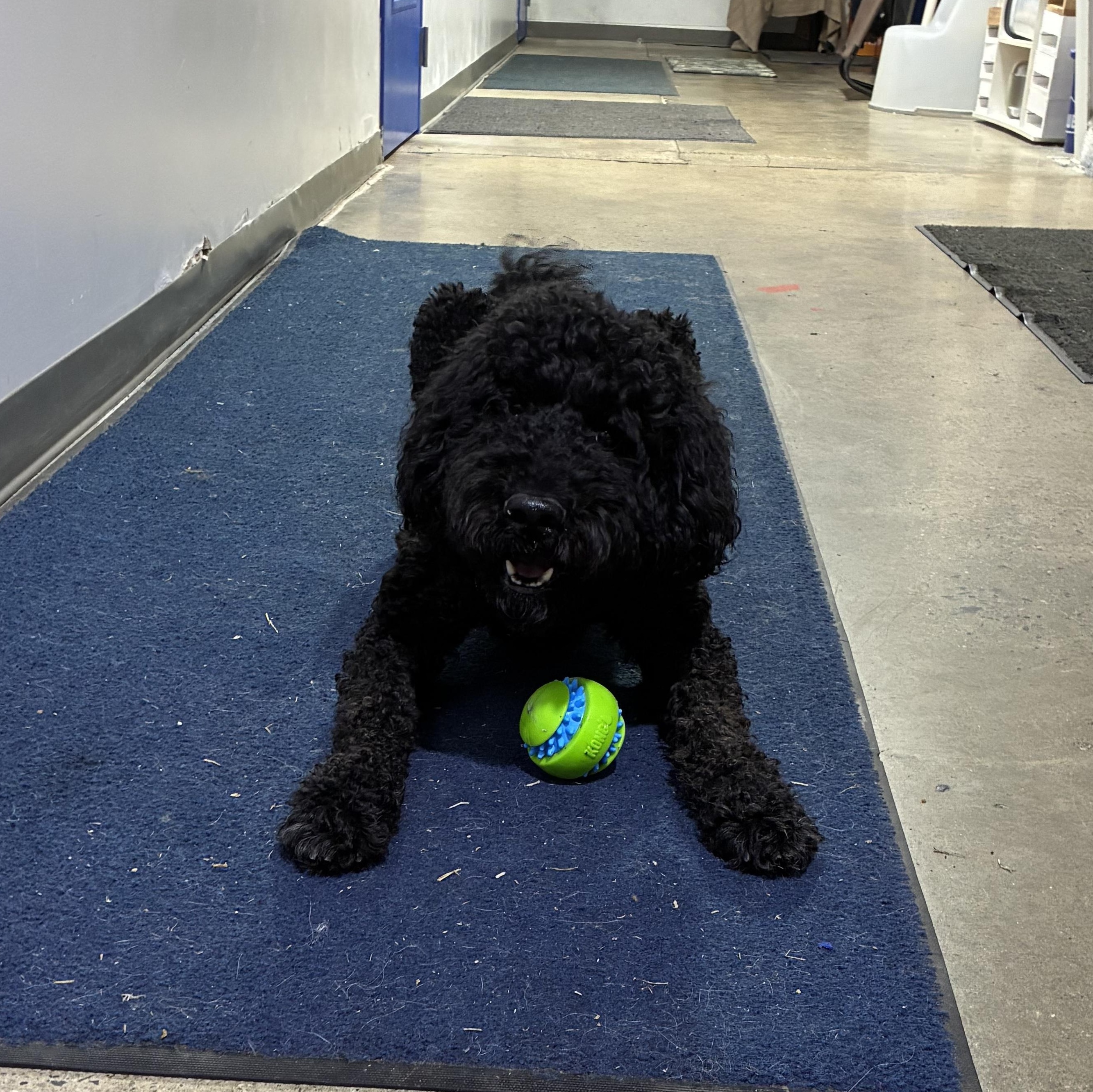 Enlarge Tyson, a ADOPTABLE Standard Poodle in Edgewood, MD image 4/5