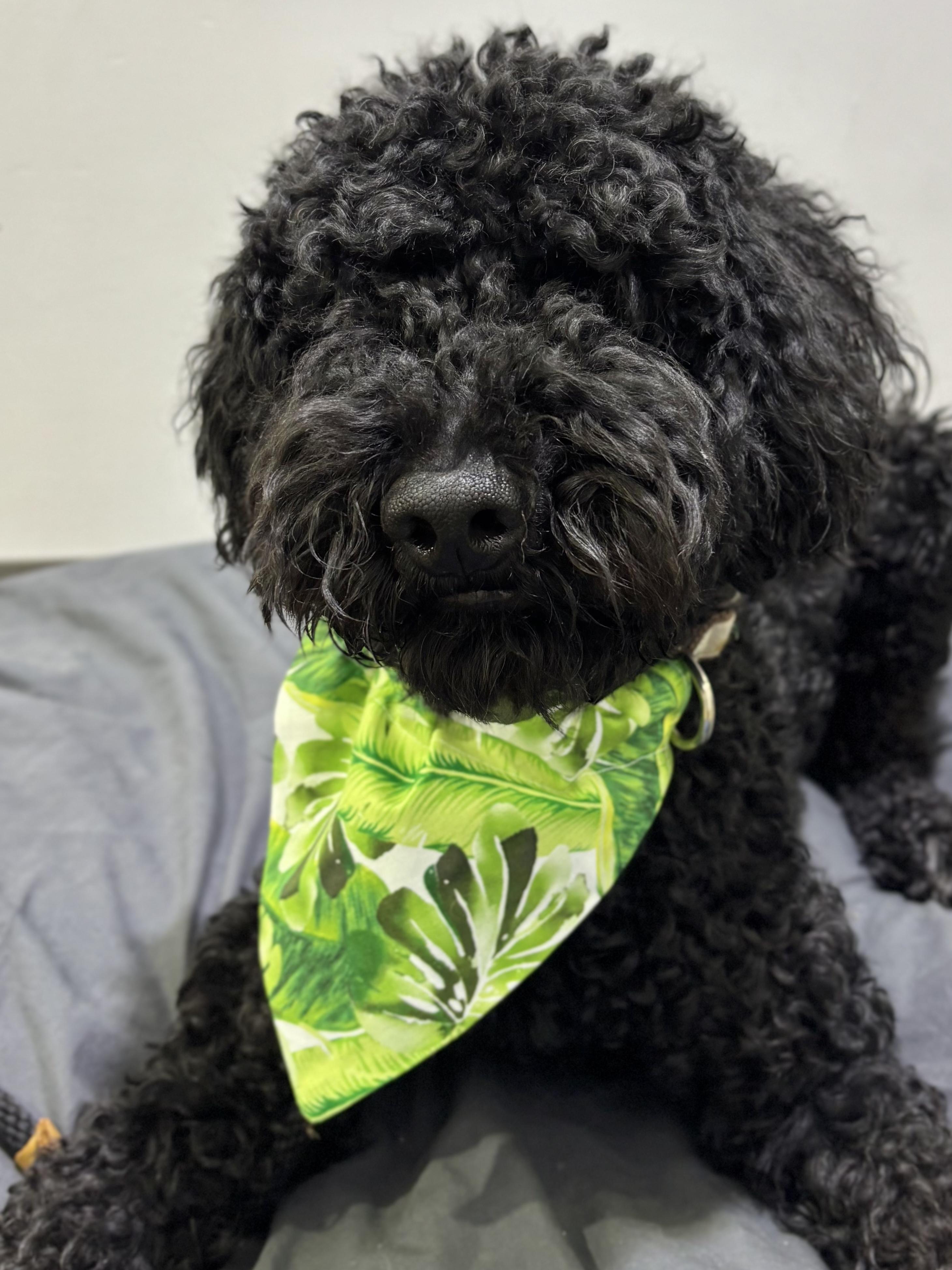 Tyson, ADOPTABLE, Adult Male Standard Poodle.