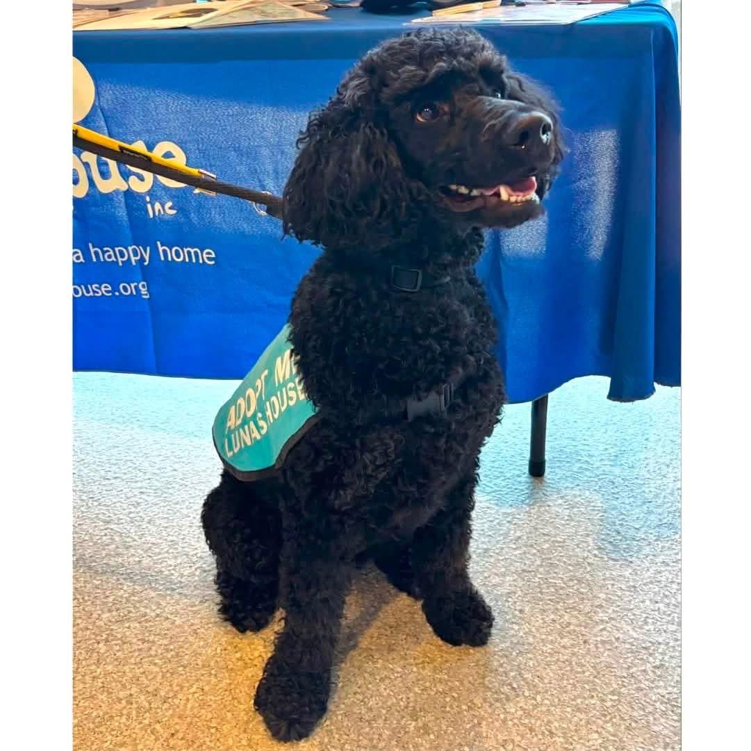 Enlarge Tyson, a ADOPTABLE Standard Poodle in Edgewood, MD image 2/6