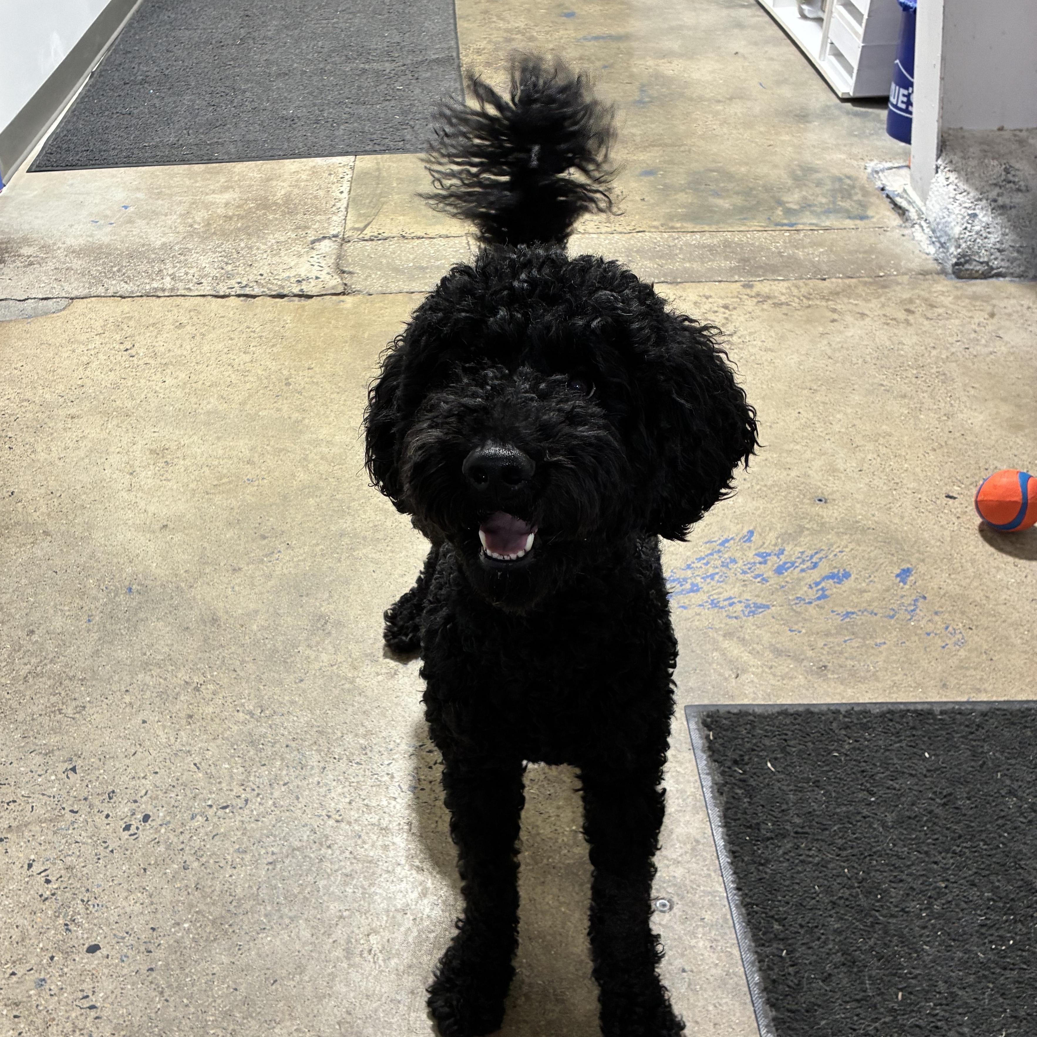 Enlarge Tyson, a ADOPTABLE Standard Poodle in Edgewood, MD image 5/5