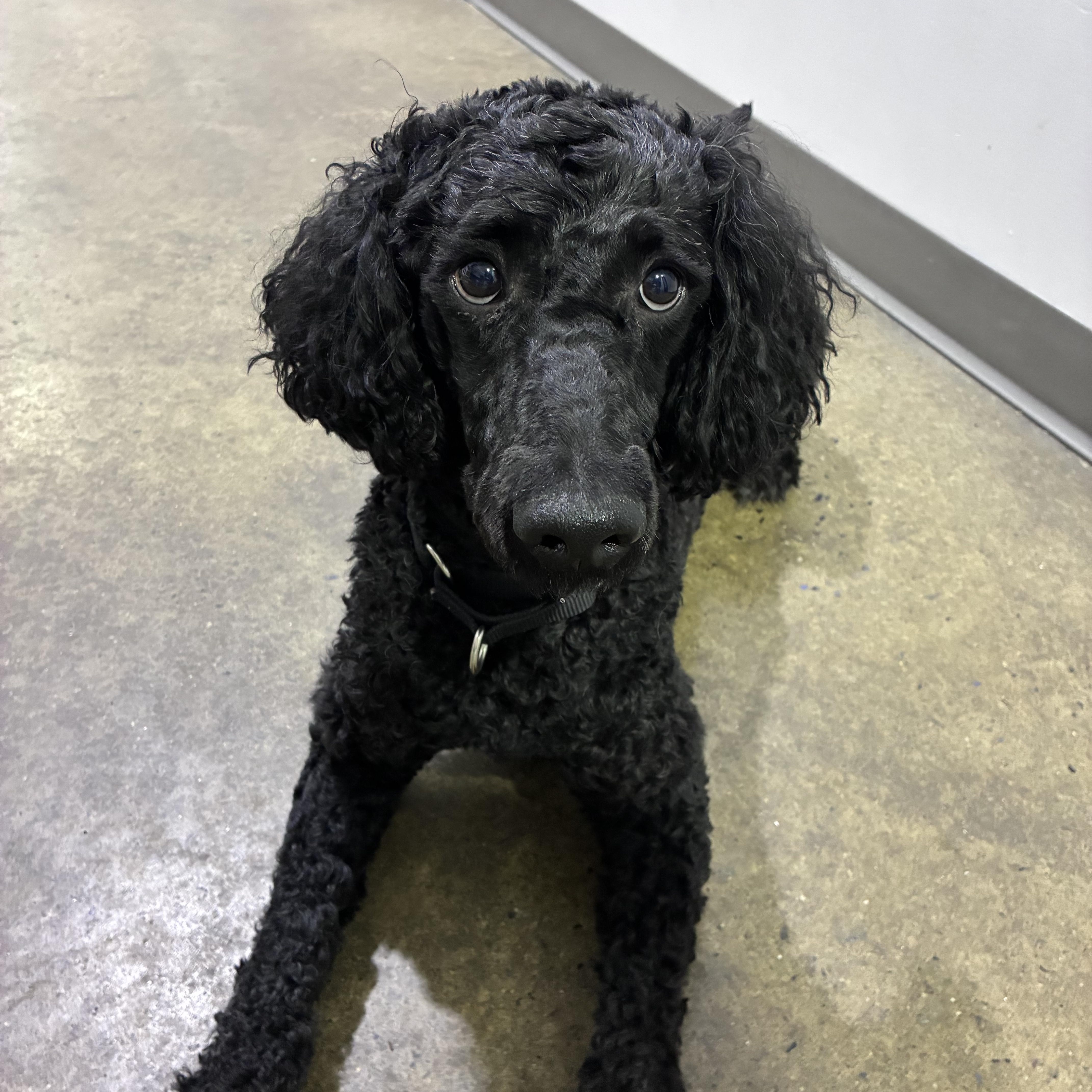 Tyson, a ADOPTABLE Standard Poodle in Edgewood, MD image 3/6