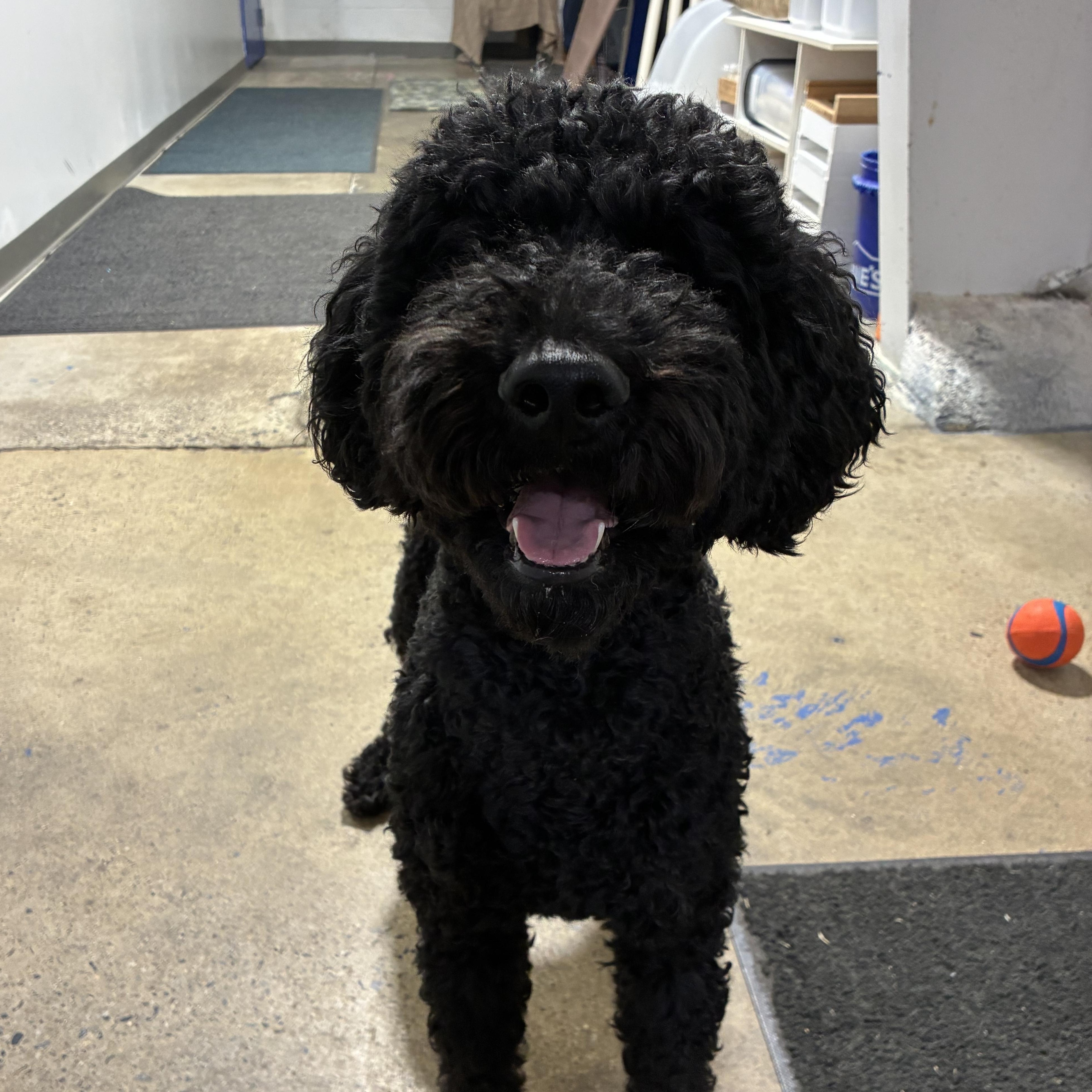 Enlarge Tyson, a ADOPTABLE Standard Poodle in Edgewood, MD image 3/5
