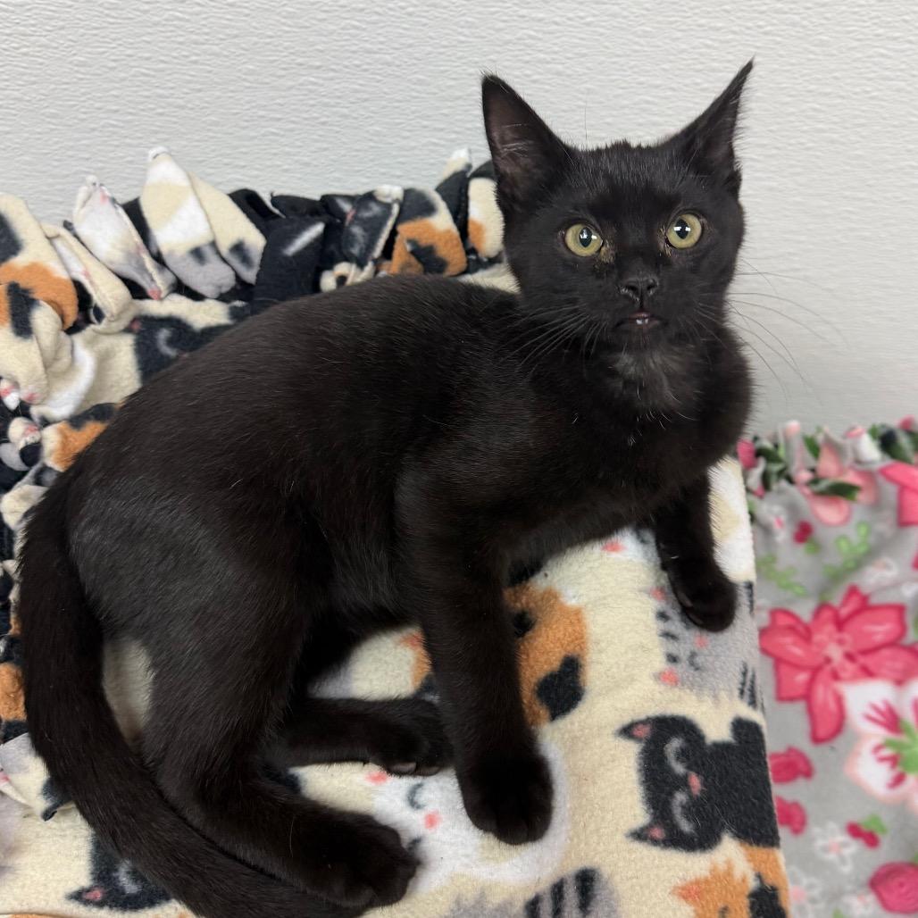 Tetra, a Adoptable Domestic Short Hair in Detroit Lakes, MN image 1/3