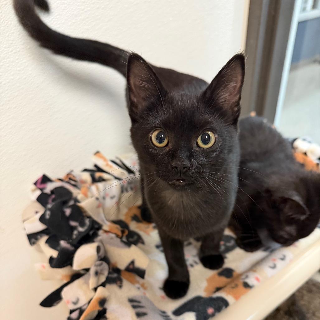 Tetra, a Adoptable Domestic Short Hair in Detroit Lakes, MN image 2/3