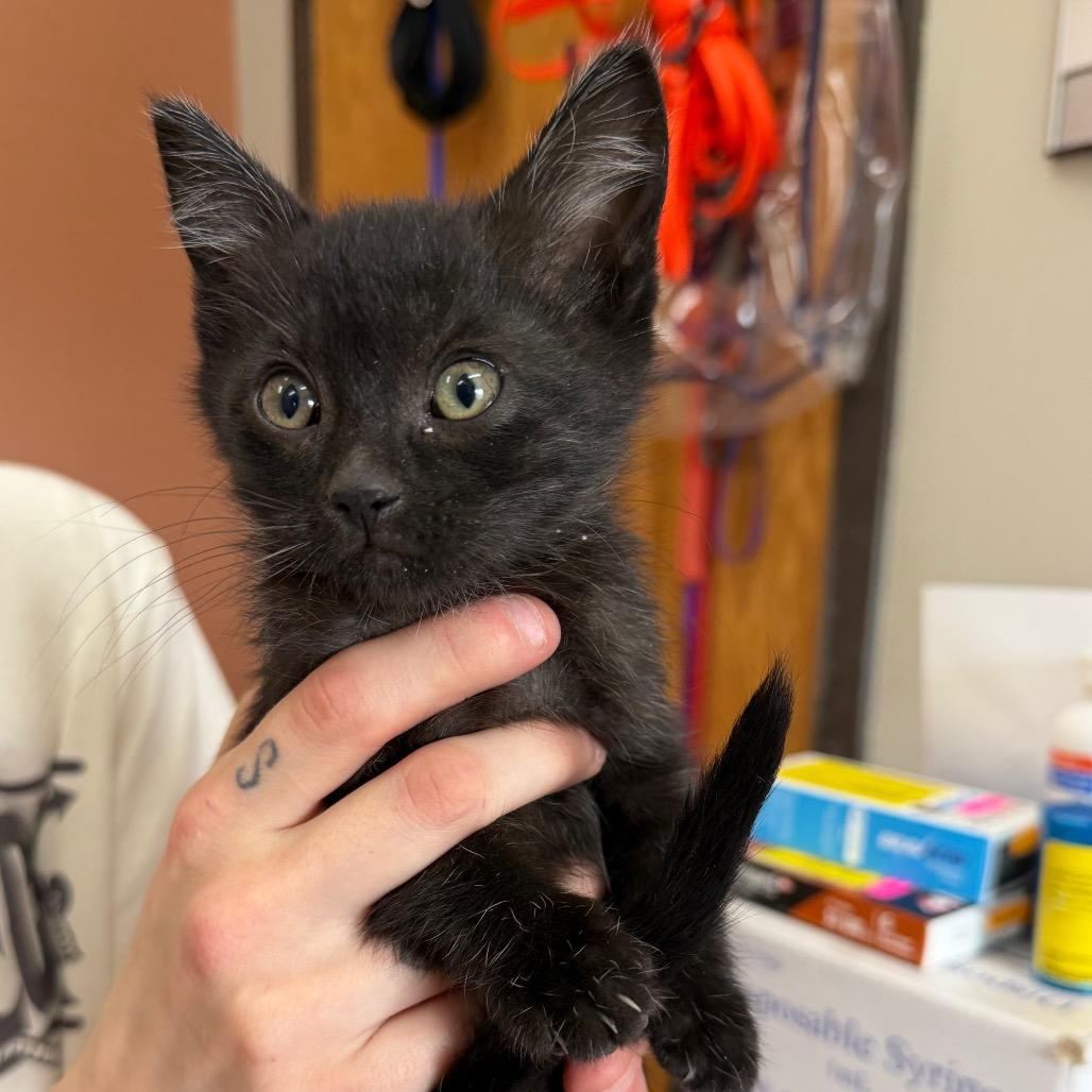 Tetra, a Adoptable Domestic Short Hair in Detroit Lakes, MN image 3/3