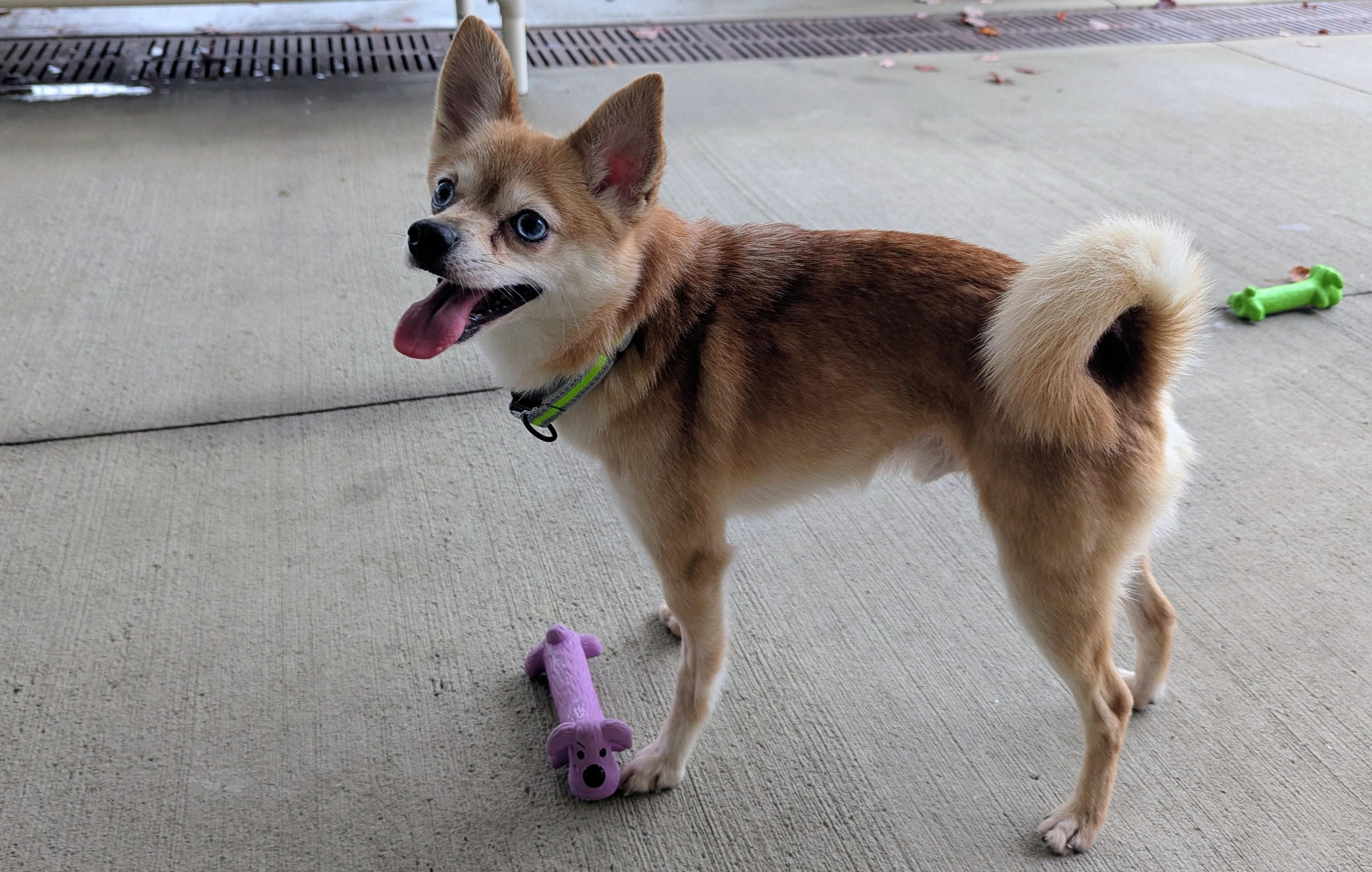 Finch, a Adoptable mixed breed in Stratford, CT image 2/3