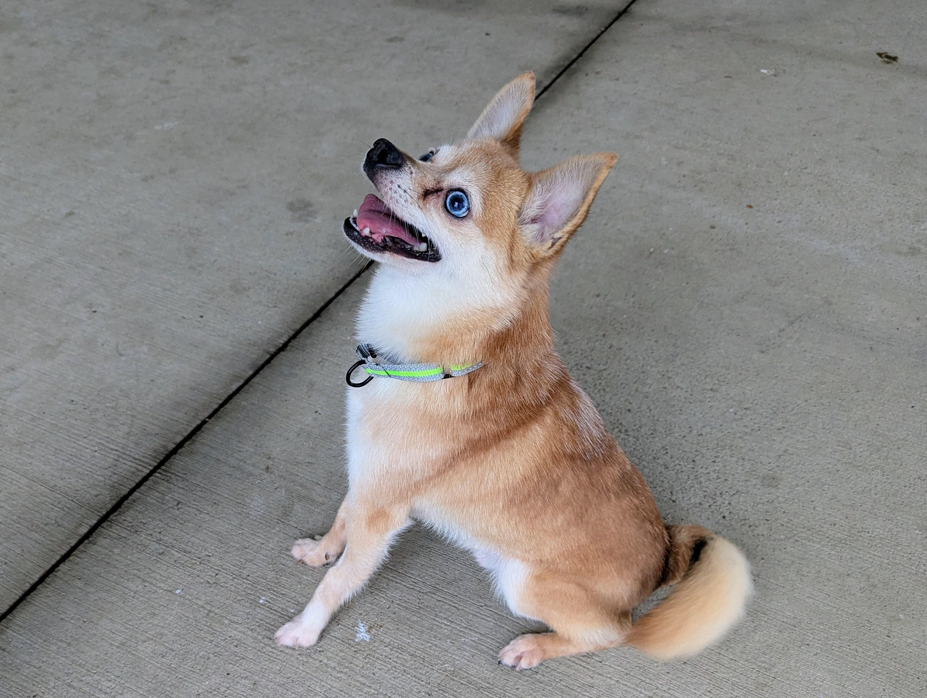 Finch, a Adoptable mixed breed in Stratford, CT image 3/3