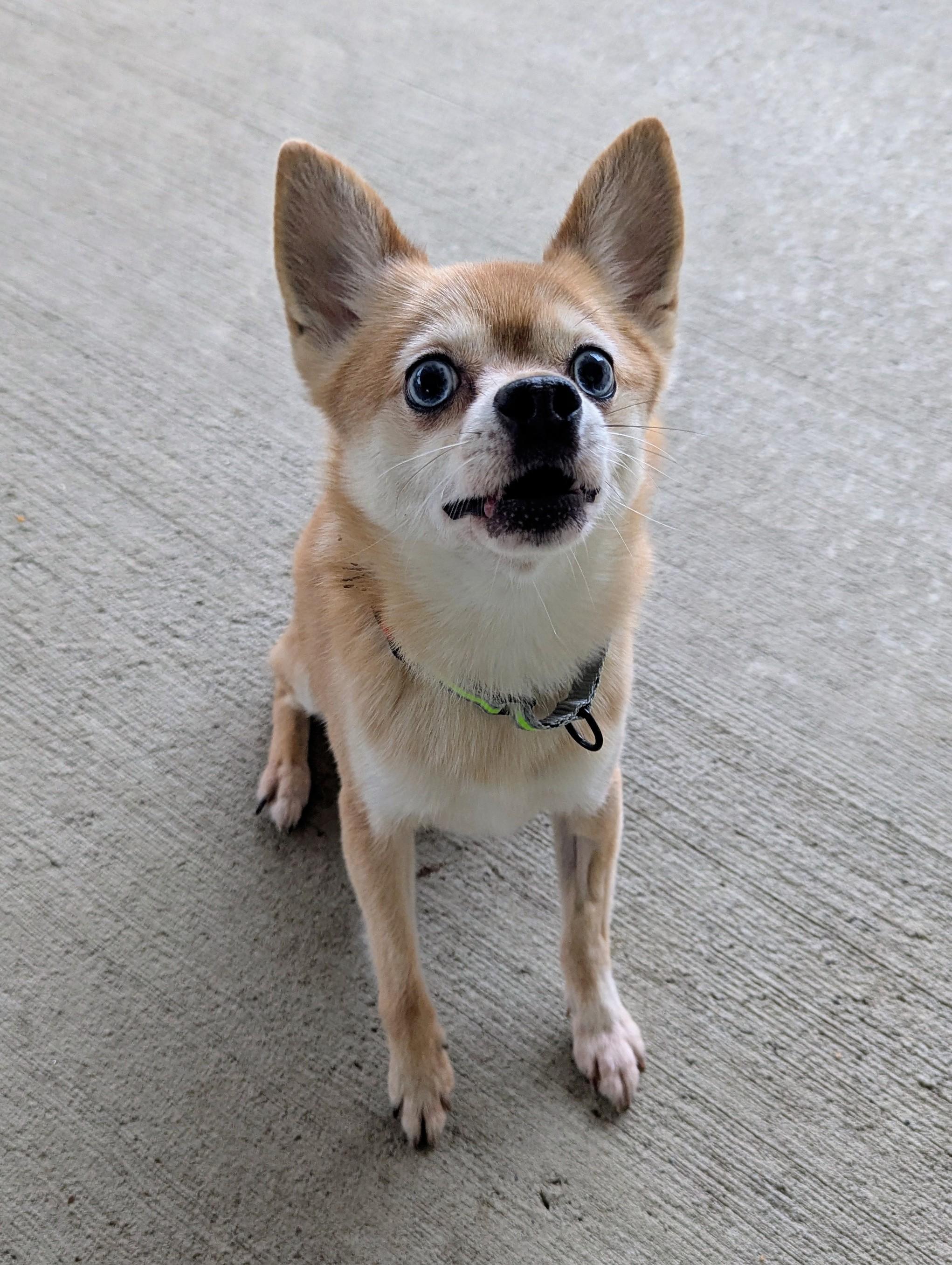 Finch, a Adoptable mixed breed in Stratford, CT image 1/3