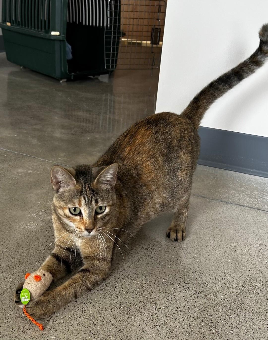 Enlarge Honey, a Adoptable mixed breed in Lexington, MI image 5/6