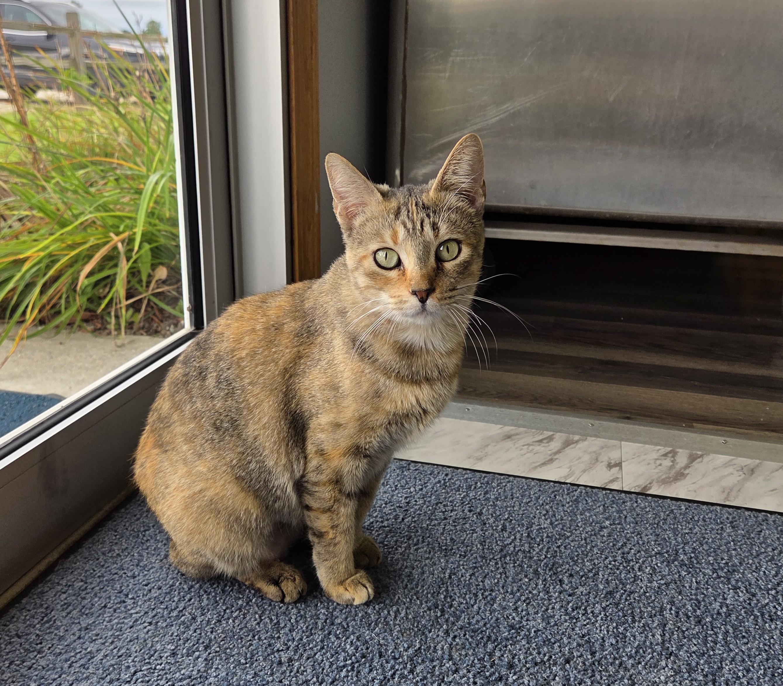 Enlarge Honey, a Adoptable mixed breed in Lexington, MI image 3/6