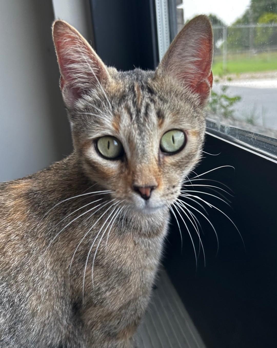 Enlarge Honey, a Adoptable mixed breed in Lexington, MI image 4/6