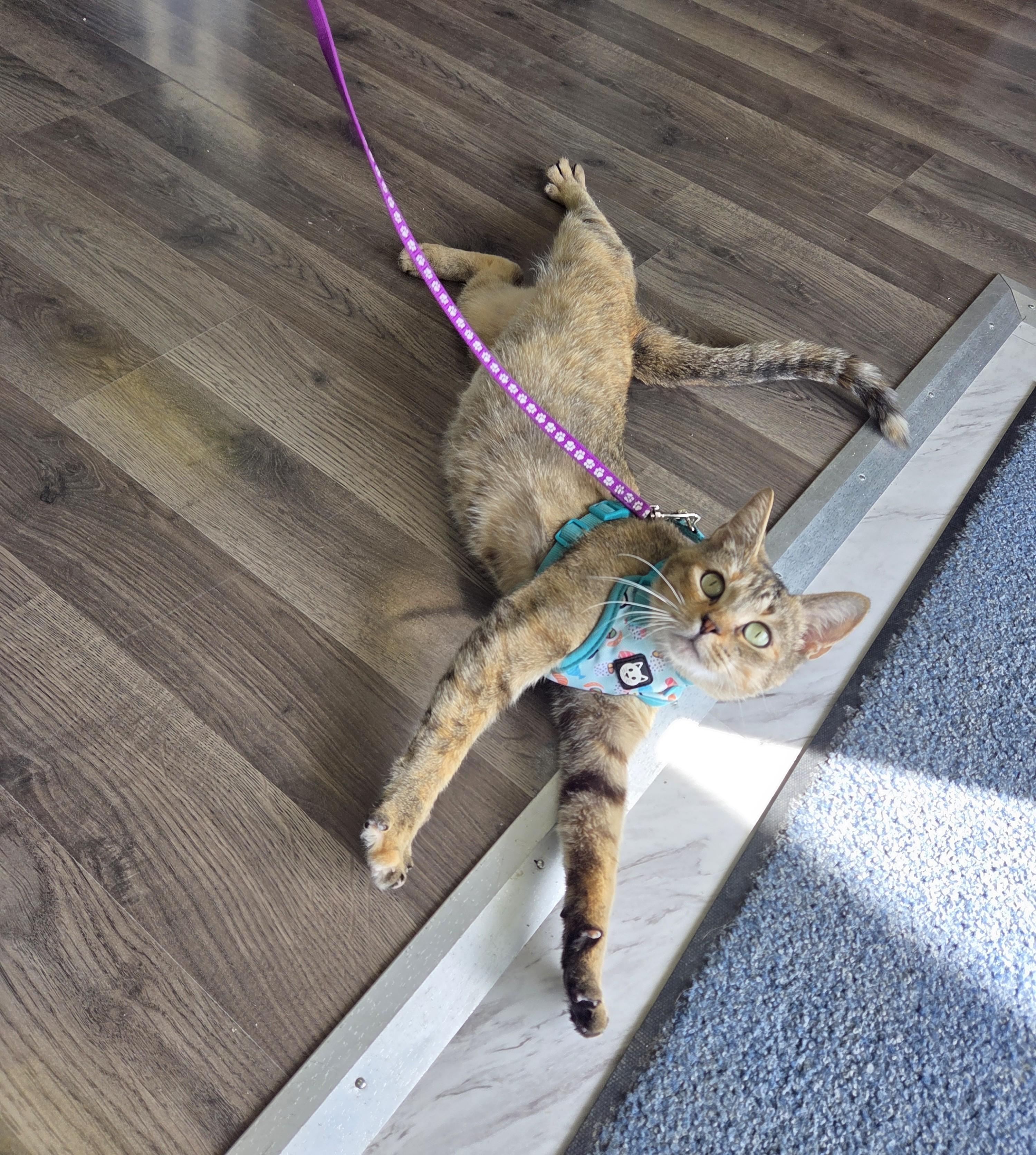 Enlarge Honey, a Adoptable mixed breed in Lexington, MI image 6/6