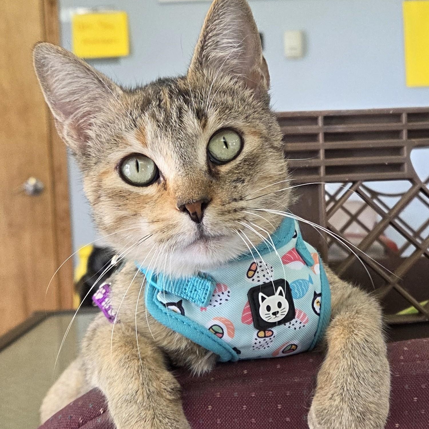 Enlarge Honey, a Adoptable mixed breed in Lexington, MI image 2/6