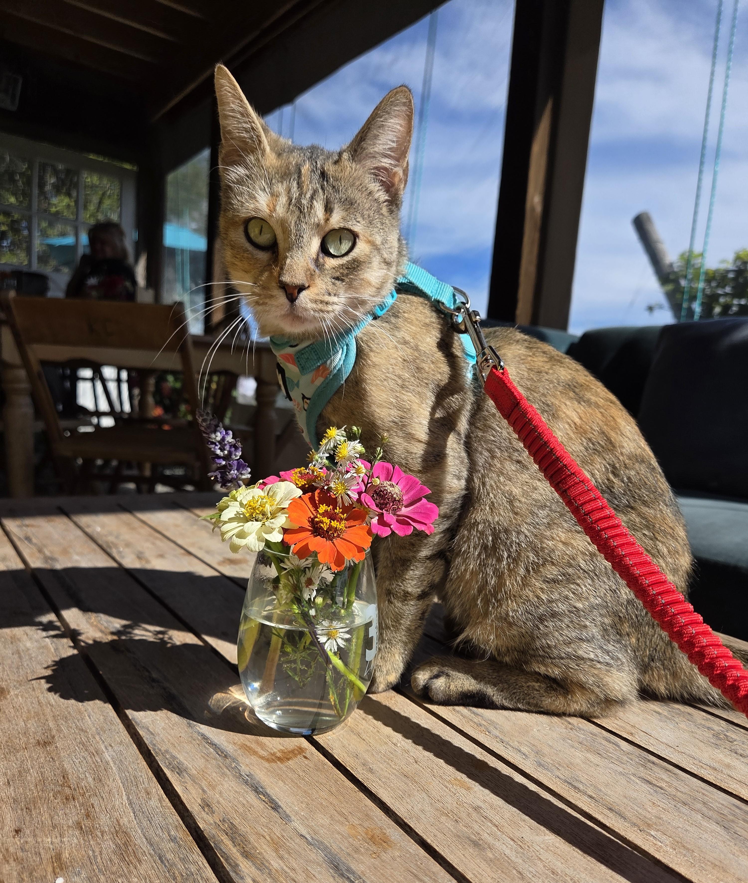 Honey, Adoptable, Adult Female Domestic Short Hair.
