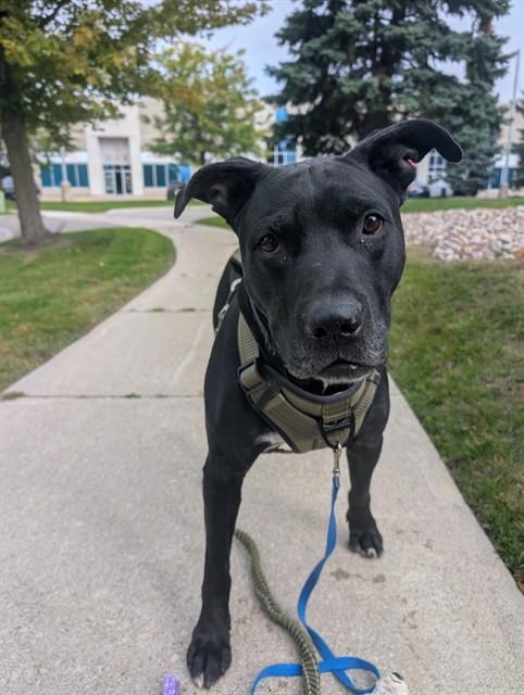 CLYDE, Adoptable, Adult Male Labrador Retriever & Mixed Breed.