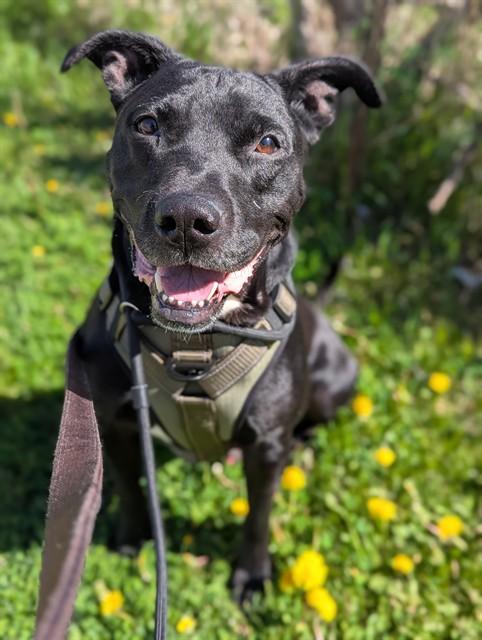 CLYDE, Adoptable, Adult Male Labrador Retriever & Mixed Breed.