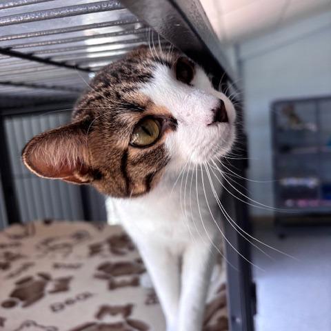 Enlarge Sebastian (26-8034), a Adoptable Domestic Short Hair in Fort Smith, AR image 1/3