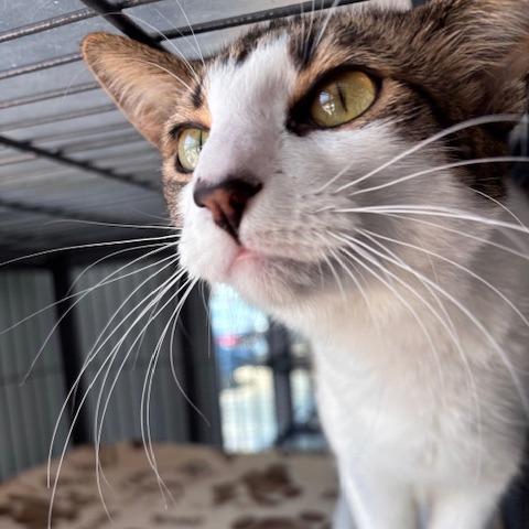 Enlarge Sebastian (26-8034), a Adoptable Domestic Short Hair in Fort Smith, AR image 2/3