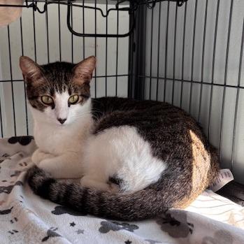 Enlarge Sebastian (26-8034), a Adoptable Domestic Short Hair in Fort Smith, AR image 3/3