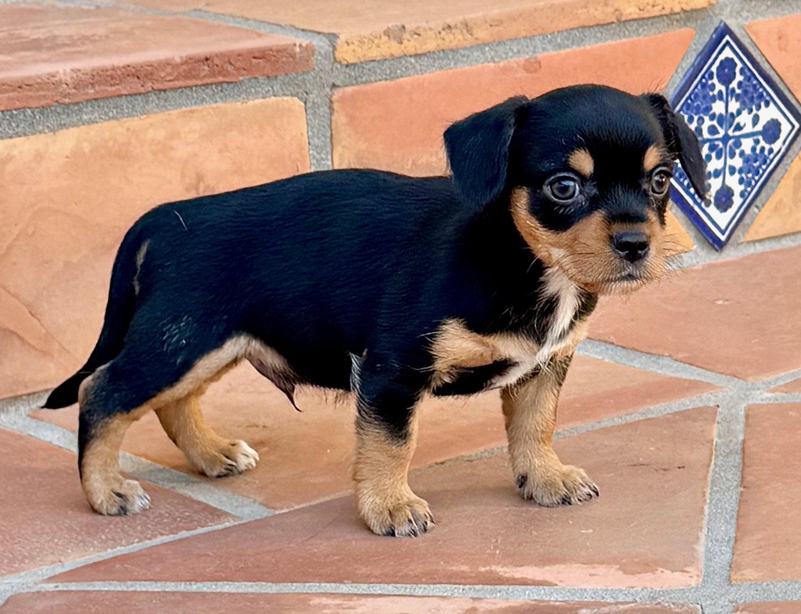 Banyan, a Adoptable Terrier in Capistrano Beach, CA image 2/3