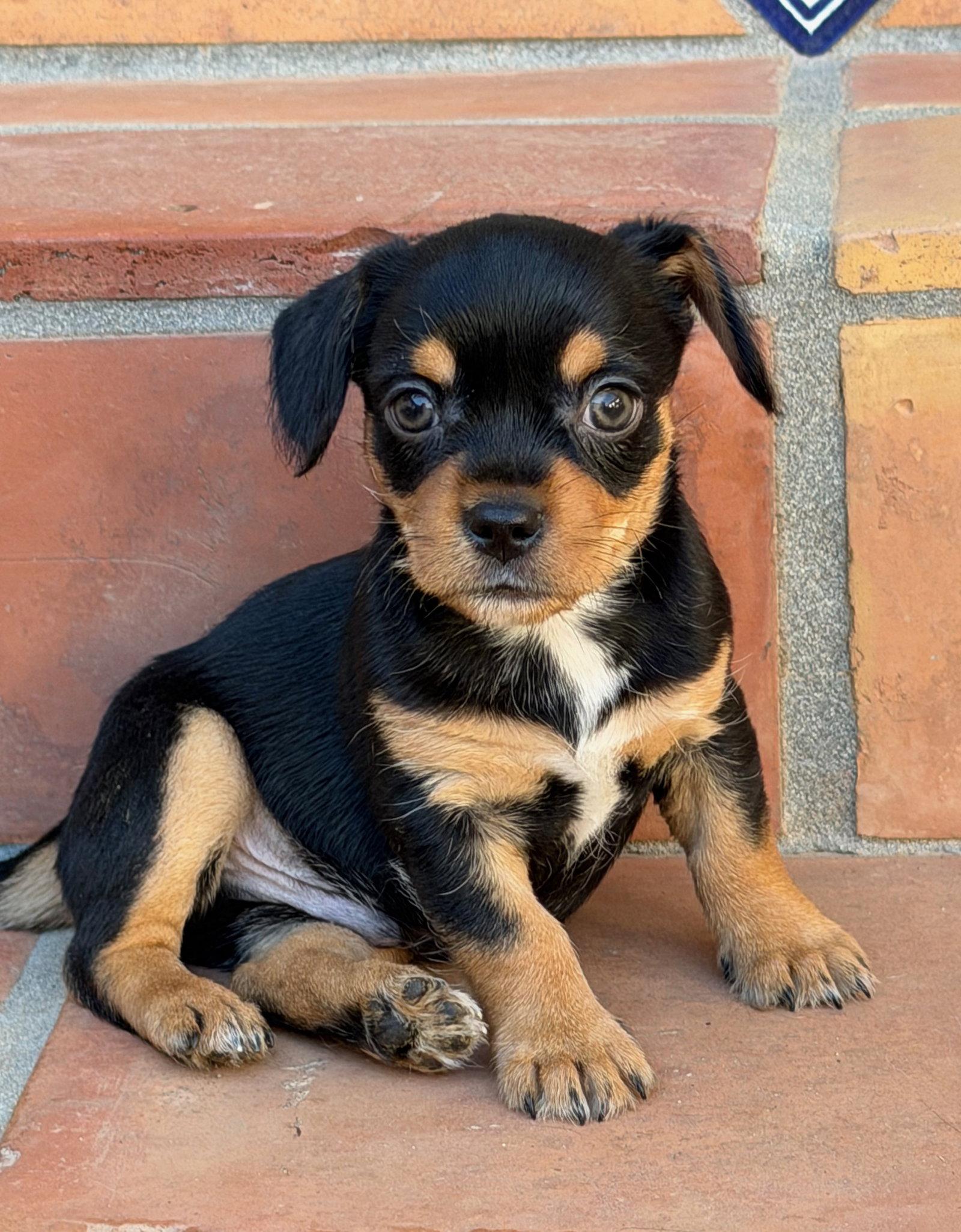 Banyan, a Adoptable Terrier in Capistrano Beach, CA image 3/3
