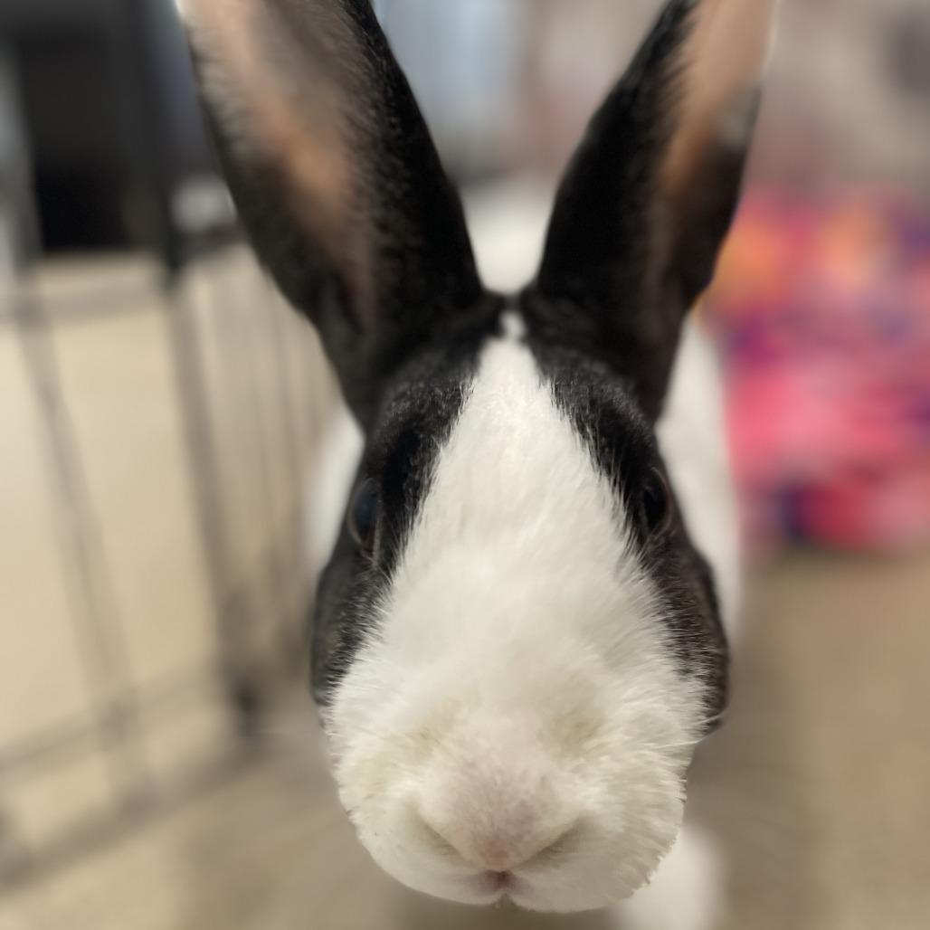 Eleanor, a Adoptable American in Birdsboro, PA image 1/6