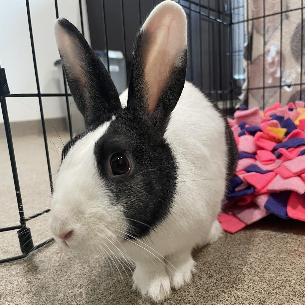 Eleanor, a Adoptable American in Birdsboro, PA image 2/6