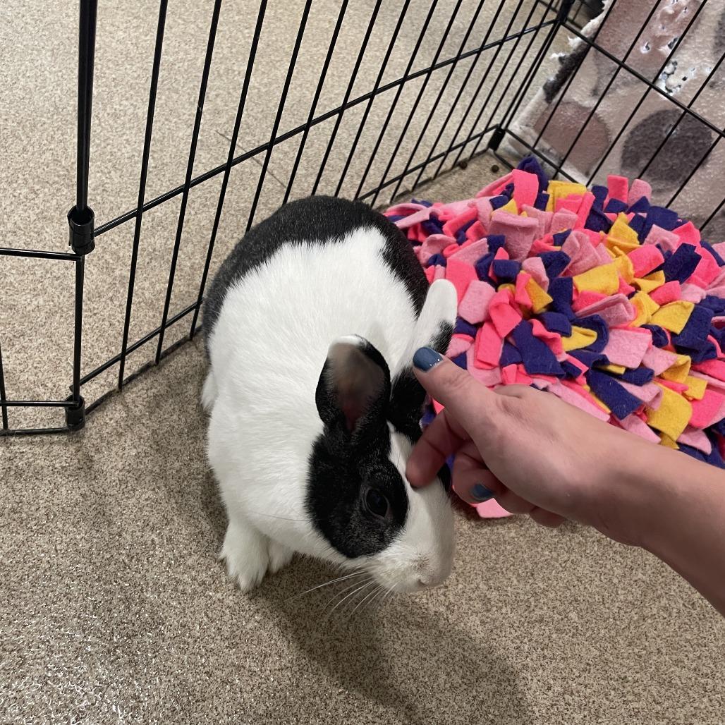 Eleanor, a Adoptable American in Birdsboro, PA image 3/6