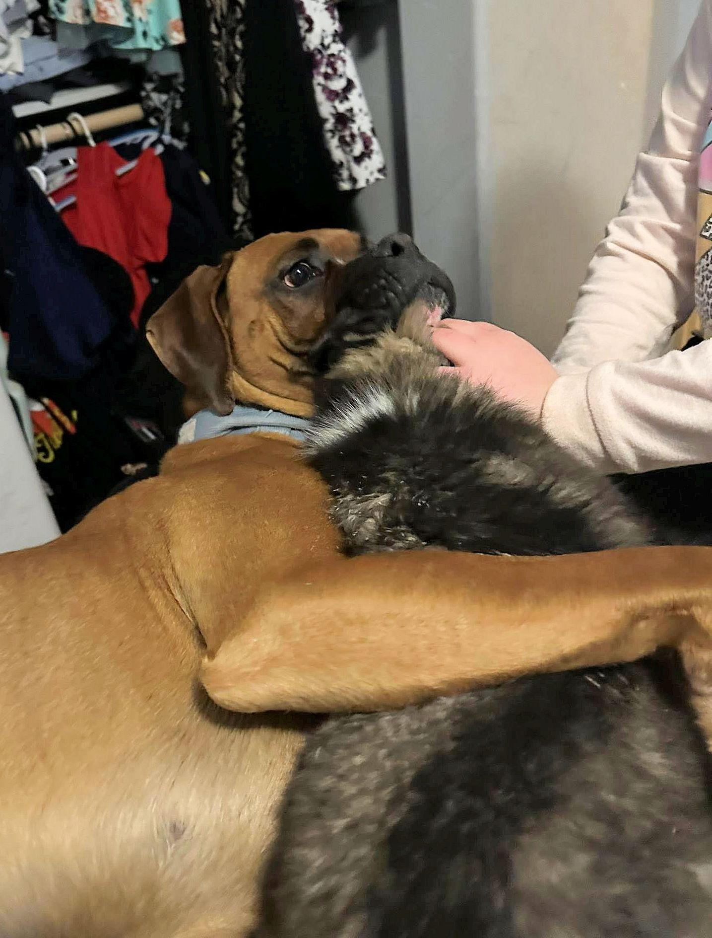 Enlarge CAPONE, a ADOPTABLE Boxer in Kuna, ID image 3/4