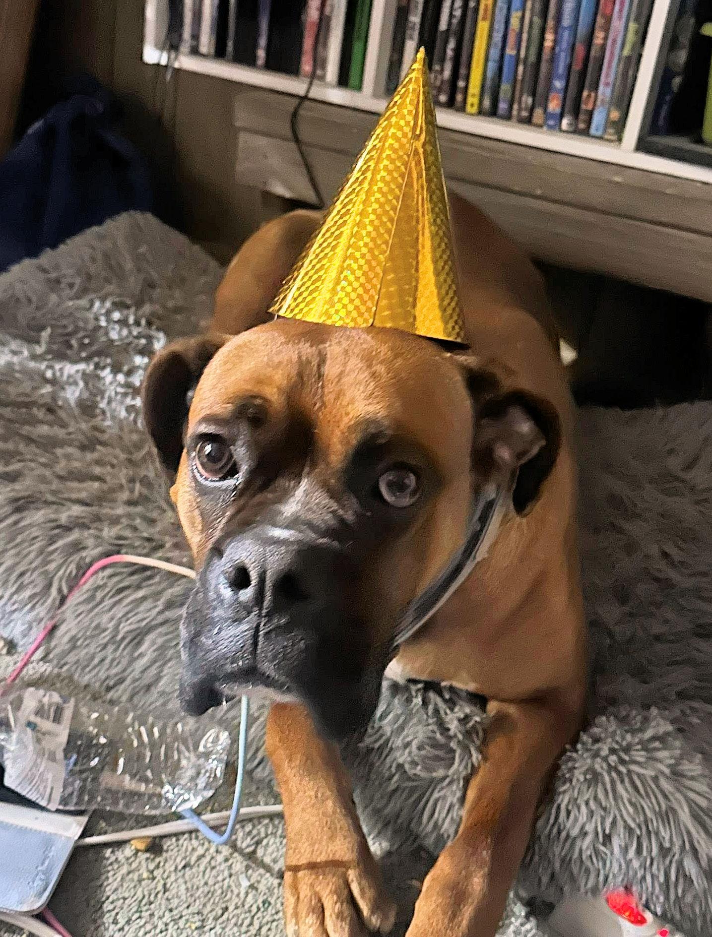 Enlarge CAPONE, a ADOPTABLE Boxer in Kuna, ID image 4/4