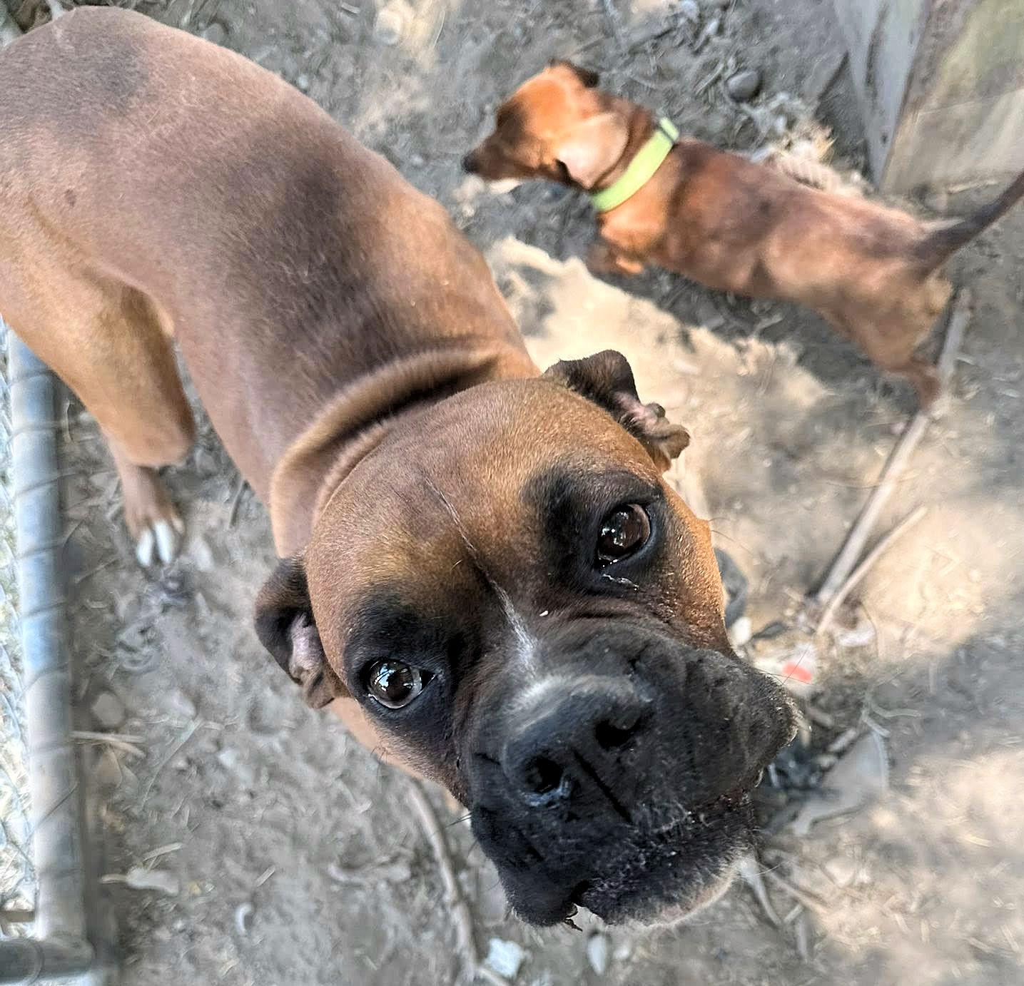 Enlarge CAPONE, a ADOPTABLE Boxer in Kuna, ID image 2/4