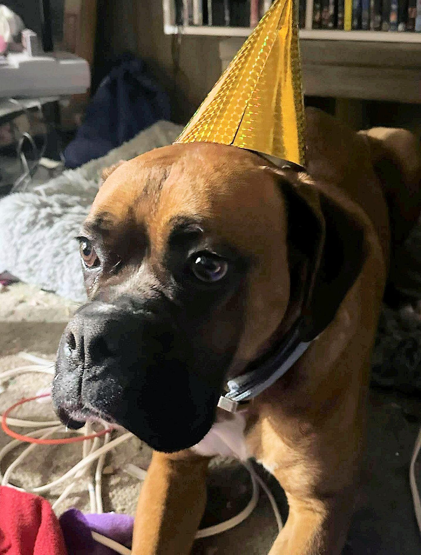 Enlarge CAPONE, a ADOPTABLE Boxer in Kuna, ID image 1/4